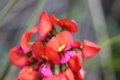 Kennedia coccinea