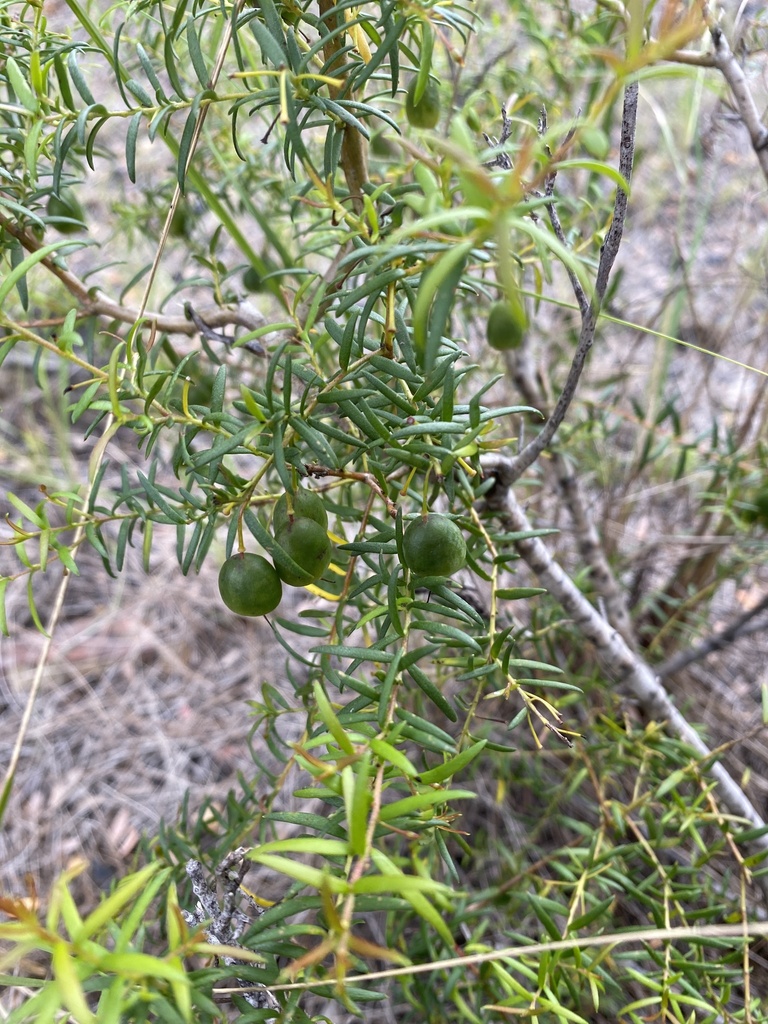 Persoonia bargoensis