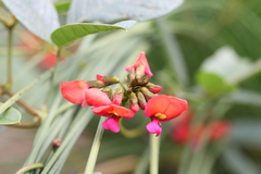Kennedia coccinea