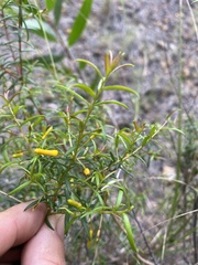 Persoonia bargoensis