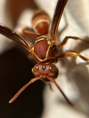Polistes bellicosus