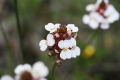 Stylidium scariosum