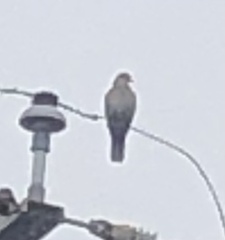 Streptopelia decaocto