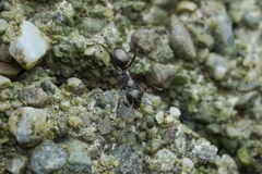 Formica accreta