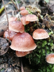 Gymnopus foetidus