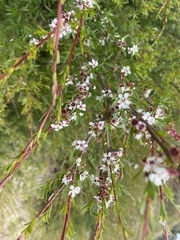 Kunzea leptospermoides