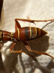 Polistes bellicosus