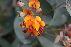 Daviesia cordata