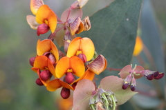 Daviesia cordata