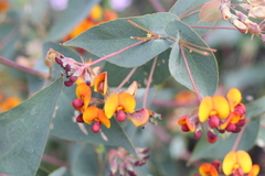 Daviesia cordata