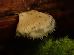 Cyanosporus