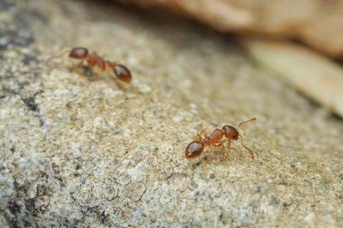 Temnothorax chandleriTemnothorax chandleri