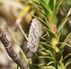 Chrysolarentia nephodes