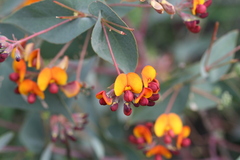Daviesia cordata