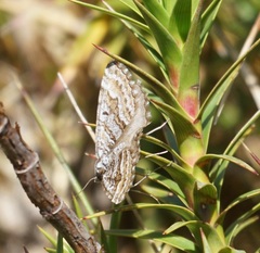 Chrysolarentia nephodes