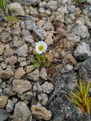 Brachyscome sinclairii