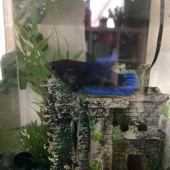 Betta splendens