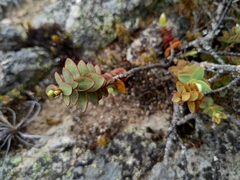 Veronica pinguifolia