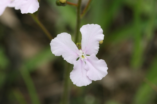 Stylidium affine (Stylidium affine)