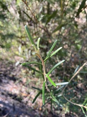 Astrotricha crassifolia