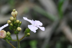 Stylidium affine