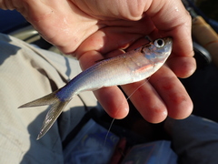 Alosa pseudoharengus