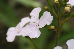 Stylidium affine