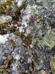 Wahlenbergia albomarginata