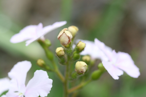 Image of Stylidium affine by (c) Benjamin Anderson, some rights reserved (CC BY)