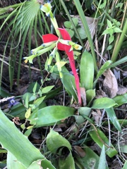 Billbergia amoena