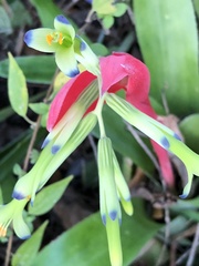 Billbergia amoena
