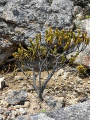 Pimelea traversii