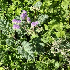 Phacelia pedicellata