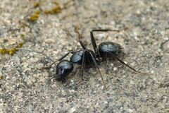 Camponotus laevissimus