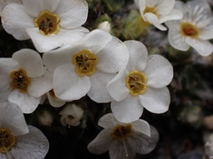 Myosotis pulvinaris