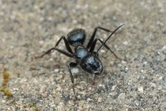 Camponotus laevissimus