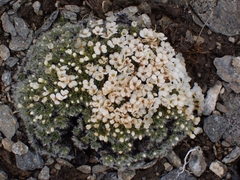Myosotis pulvinaris