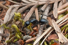 Camponotus laevissimus