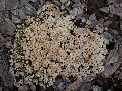 Myosotis pulvinaris