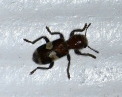 Enoclerus quadrisignatus