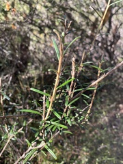 Astrotricha crassifolia