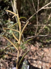 Astrotricha crassifolia