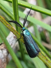 Pollanisus viridipulverulenta