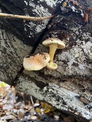 Tricholomopsis rutilans
