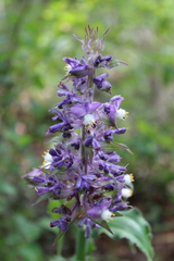 Thyrsanthemum floribundum