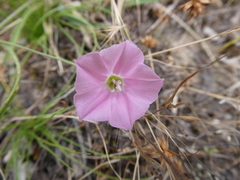 Convolvulus angustissimus