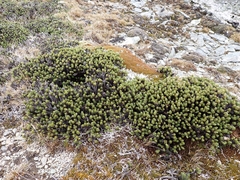 Celmisia ramulosa tuberculata