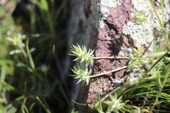 Ceratocephala testiculata