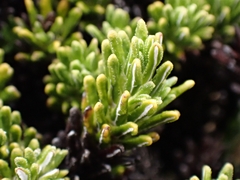 Celmisia ramulosa tuberculata