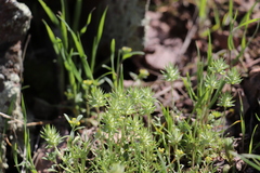 Ceratocephala testiculata